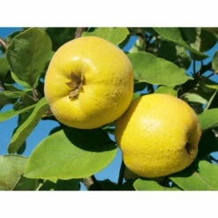 Weleda Neusspray Gencydo -Winkel Voor Voedingssupplementen 761884 3