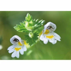 Weleda Oogdruppels Ogentroost Ampullen -Winkel Voor Voedingssupplementen 761903 4